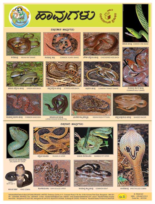 ಹಾವುಗಳು (Chart)|Haavugalu