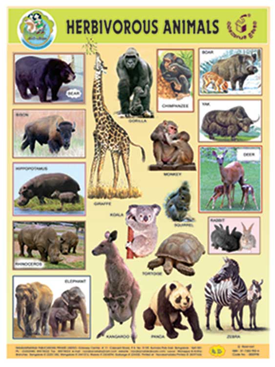 Herbivorous Animals (Chart)|Herbivorous Animals