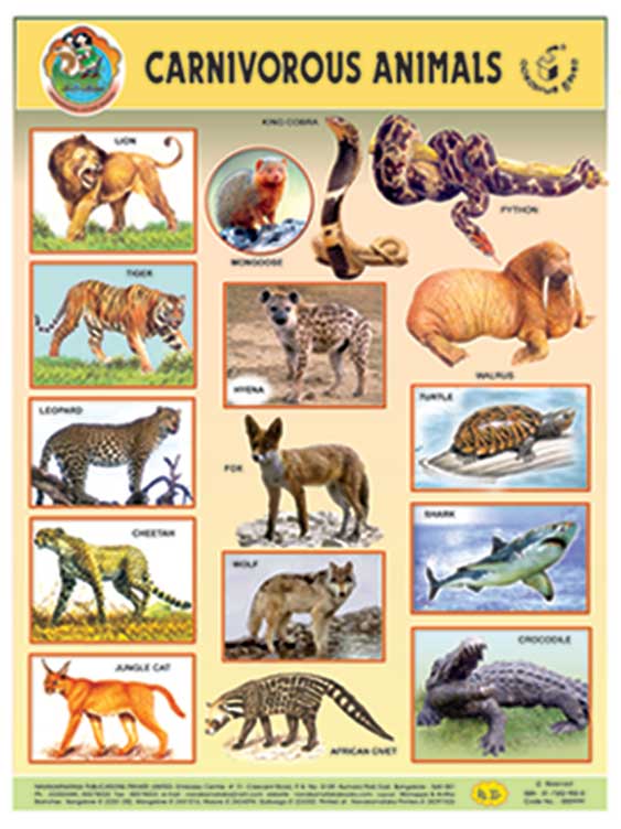 Carnivorous Animals (Chart)|Carnivorous Animals