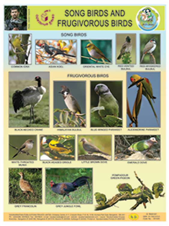 Song Birds and Frugivorous Birds (Chart)|Song Birds and Frugivorous Birds