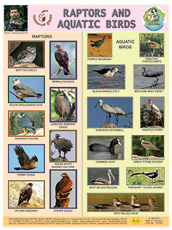 Raptors and Aquatic Birds (Chart)|Raptors and Aquatic Birds
