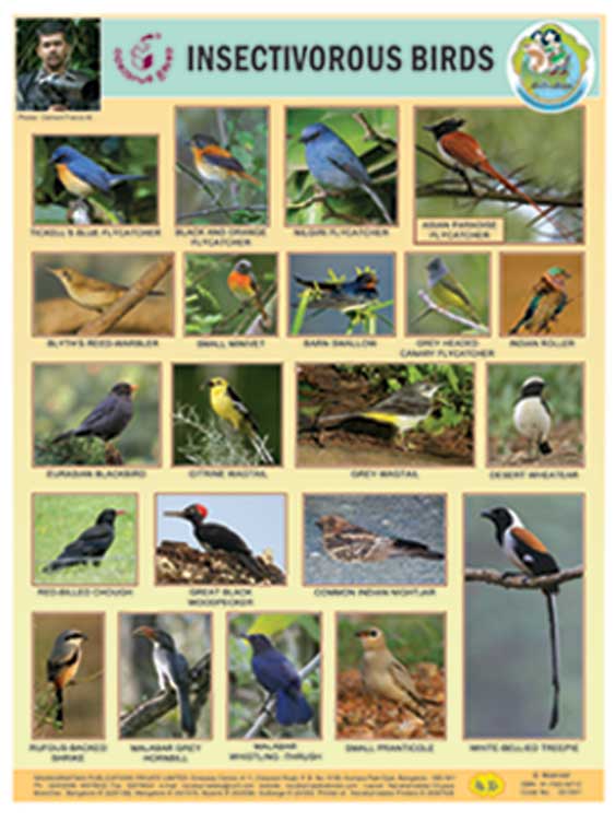 Insectivorous Birds (Chart) |Insectivorous Birds