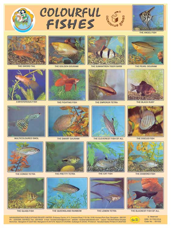 Colourful Fishes (Chart)|Colourful Fishes (Chart)